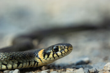 Snake close-up on the ground