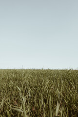 Green grass field and blue sky. Minimal nature landscape