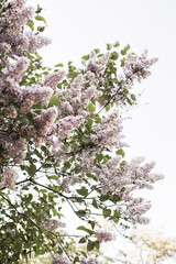 Blooming purple lilac flowers bush. Natural summer floral composition