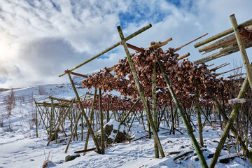 Drying flakes with stockfish cod fish heads in winter. A fishing village, Lofoten islands, Norway