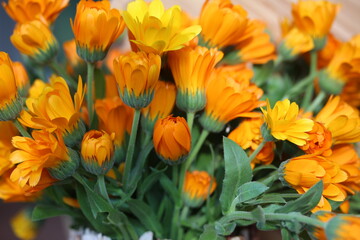 A lot of calendula, also known as pot marigold, is an old herbal flower.