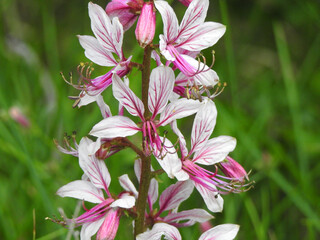 meadow flowers close-up