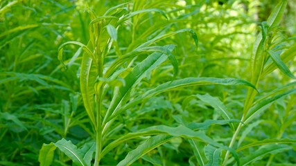 Obraz premium green grass background