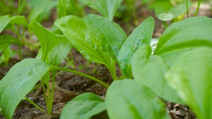 young green plant