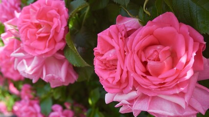 pink roses in garden