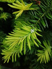 close up of pine needles