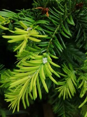 close up of a pine needles