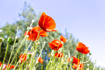 Close shot of blooming poppies on bokeh background