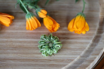 Buds and seed on the wooden table. Calendula also known as pot marigold, is an old herbal flower.