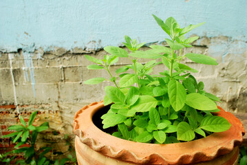 Thai basil planted for eating, non-toxic.;