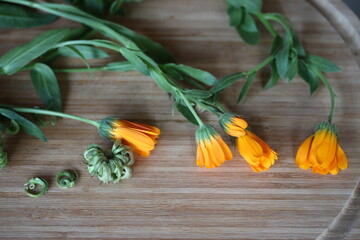 Buds and seed on the wooden table. Calendula also known as pot marigold, is an old herbal flower.