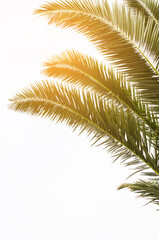 Sun over green palm leaves. Tropical Background.