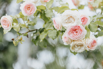 Garden spray of pink roses close up. Green leaves on branches and bright, fresh blooming roses. Botanical natural blossom concept