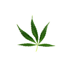 Isolated hemp leaf close-up, square image, flat lay.