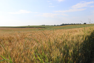 wheat field and blue sky