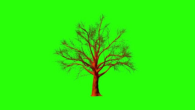 Prunus Tree with Golden Leaves timelapse growing, Green Screen Chromakey