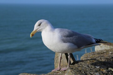 European Herring Gull, Larus argentatus, standing on a stone wall in Cornwall, England.