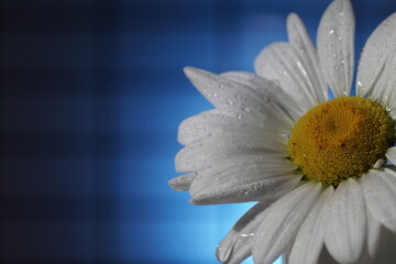 Chamomile flowers in a Cup of tea