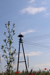 stork nest