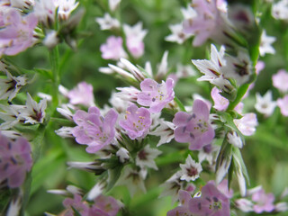 Supermacro of diminutive German statice wildflowers