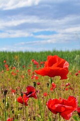 Klatschmohn (Papaver rhoeas)
