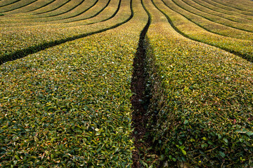 Ishidera Tea Fields of Green Uji Tea plantation in Wazuka town in Kyoto prefecture of Japan