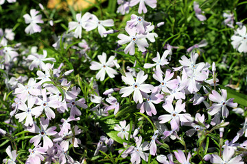 Scene with blooming violet flowers