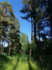 trees in the woods