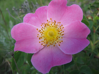 Wild rose closeup
