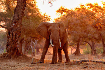 Fototapeta na wymiar Elephant bull standing with sunset in Mana Pools National Park in Zimbabwe