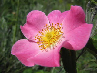 Fototapeta na wymiar Wild rose close up Rosa canina
