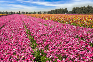 Spring walk in Israel