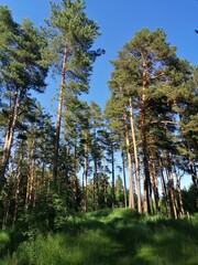 evening sun in the pine forest
