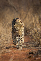 Vertical portrait of a walking leopard in Kruger National Park South Africa
