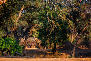 Elephant bull reaching for food in Mana Pools National Park in Zimbabwe