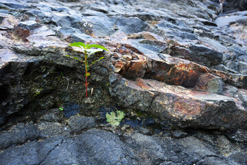 a bud on the rock