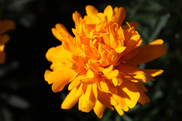 Yellow french marigold head