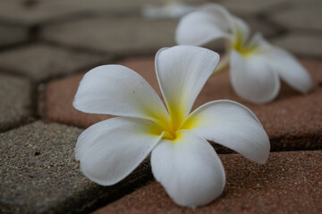 Fototapeta na wymiar The white flower, frangipani flowers on the footpath, Champa flowers