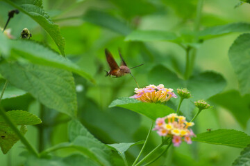 beetle on a flower