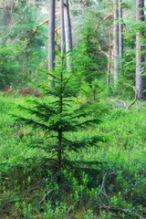 Christmas tree in a pine forest