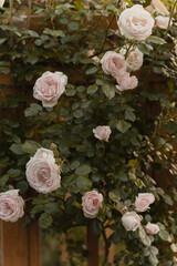 Obraz na płótnie Canvas Red wild rose in the garden. Pink roses background.