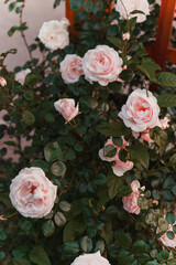 Red wild rose in the garden. Pink roses background.