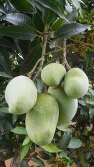 Mangoes on tree branch. Bunch of  Green mangoes hanging, a close-up photo. Unripe mango fruit....