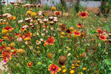 field of red flower