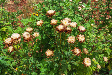 yellow flowers in the grass