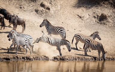 Fototapeta na wymiar Herd of thirsty zebra at water's edge with an aggressive female kicking