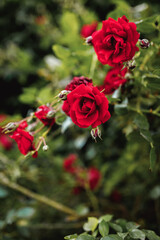 Bushes of red or scarlet roses. Flowering time, natural flower fence. Gardening, plants for landscape design.