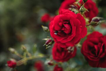 Bushes of red or scarlet roses. Flowering time, natural flower fence. Gardening, plants for landscape design.