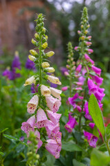 Colorful foxgloves in a flower garden.