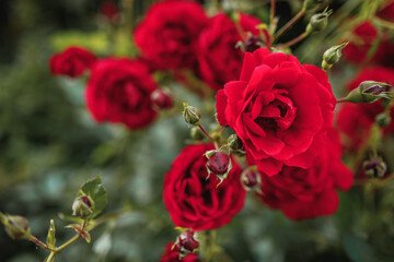 Bushes of red or scarlet roses. Flowering time, natural flower fence. Gardening, plants for landscape design.